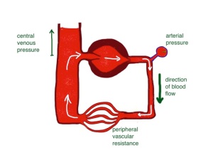 blood moves around in a circuit - the pressure (height of column of blood) in the reservoir will not change if the pump is pumping fast or slowly - but the pressure on the arterial side will very much depend on how much the pump is pumping