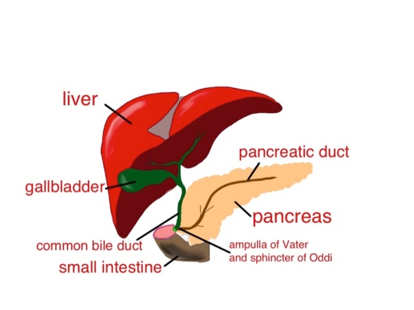 bile is made in the liver - it is stored in the gallbladder and squirted into the small intestine after a fatty meal, along with pancreatic secretions - Sylvia's gallstone was impacted in the sphincter of Oddi